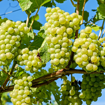 Picture of White Grape 1 Kg