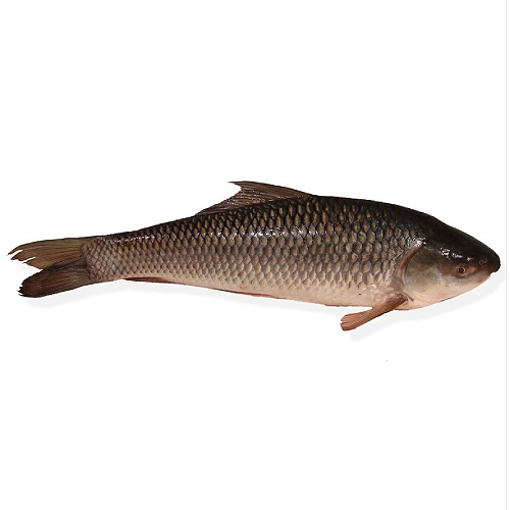 Picture of Rui Fish Medium 1 kg