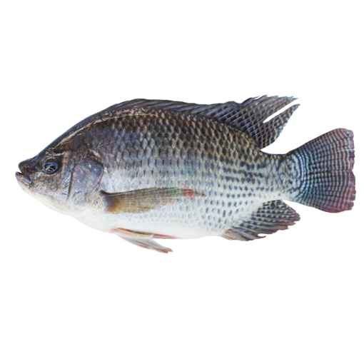 Picture of Telapia Fish (700-999 GM/Pc.