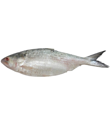 Picture of Hilsha Fish 1 kg Plus