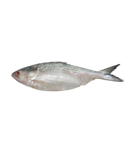 Picture of Hilsha Fish  700 gm Plus