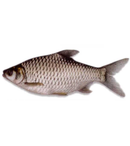 Picture of Olive Barb Fish 1 kg